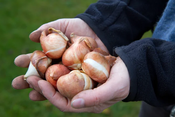 Руки с луковицами тюльпанов — стоковое фото
