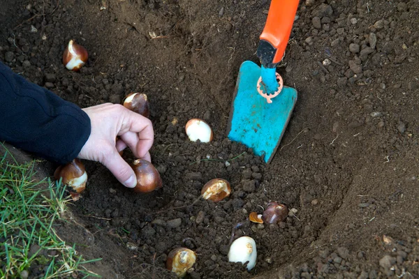 Planting tulip bulbs in the garden — Stock Photo, Image