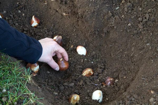 Planting tulip bulbs in the garden — Stock Photo, Image