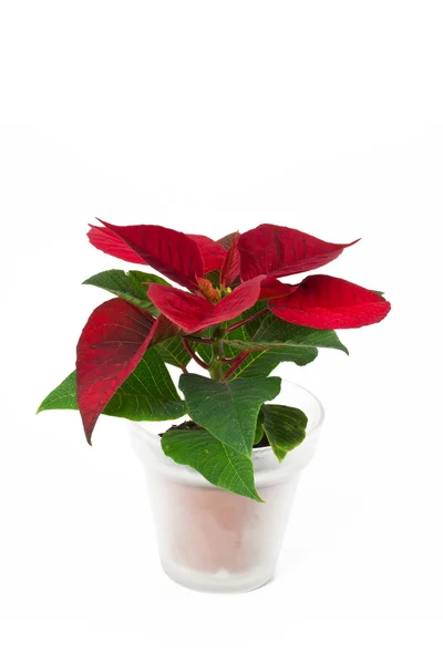 Red poinsettia (Euphorbia pulcherrima) plant on white background — Stock Photo, Image