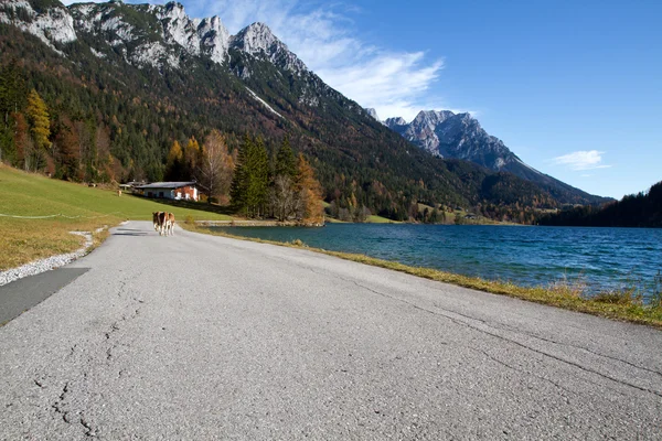 Podzim na hinterstein jezera v Tyrolsko, Rakousko — Stock fotografie