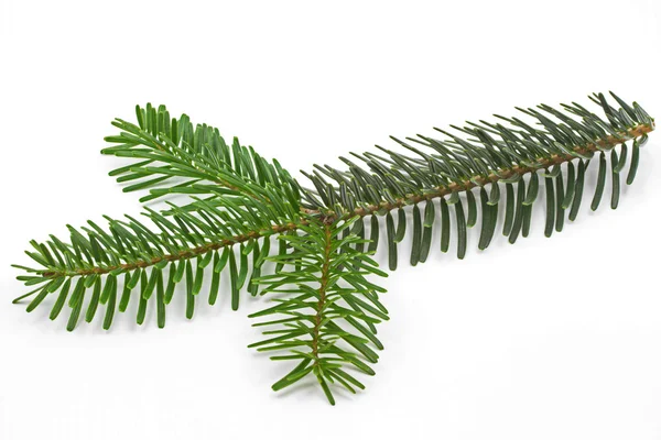 Piccolo ramo di pino su sfondo bianco — Foto Stock
