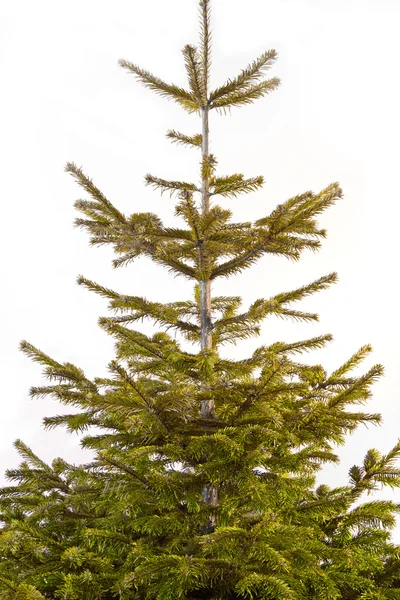 Christmas tree — Stock Photo, Image
