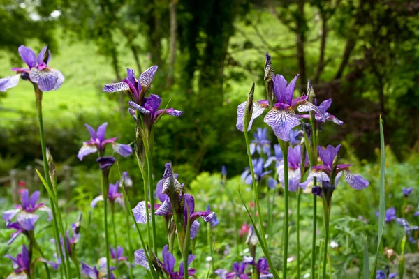Η ίριδα μωβ λουλούδια σε έναν κήπο — Φωτογραφία Αρχείου