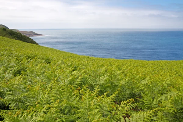 Fern (dryopteris filix-mas) op de noordkust van jersey, Verenigd Koninkrijk — Stockfoto