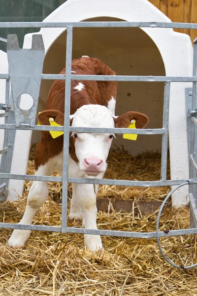 Dziecko krowa łydki w klatce — Zdjęcie stockowe