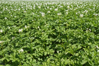 Blooming potatoe field