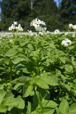 Blooming potatoe field