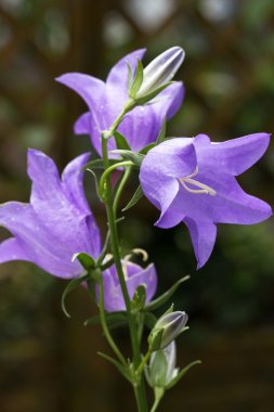 Çiçek açan Bellflower (çan çiçeği)