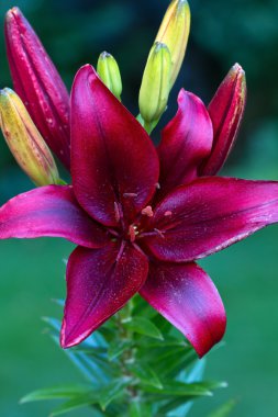 Lily (lilium) çiçek portre