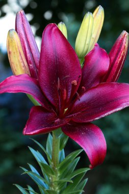 Lily (lilium) çiçek portre