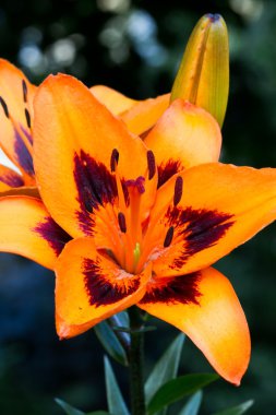 Lily (lilium) çiçek portre