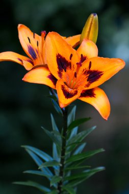 Lily (lilium) çiçek portre