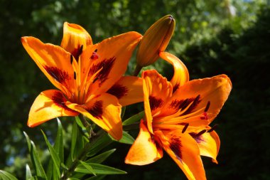 Lily (lilium) çiçek portre