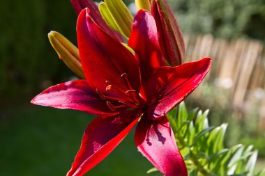 Lily (lilium) çiçek portre