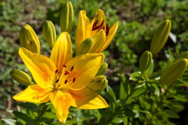 Lily (lilium) çiçek portre