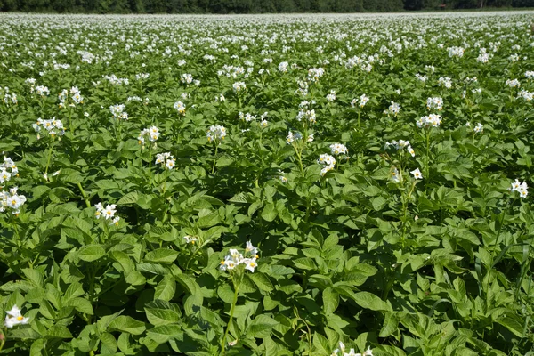 Blooming potatoe field — Stock Photo, Image