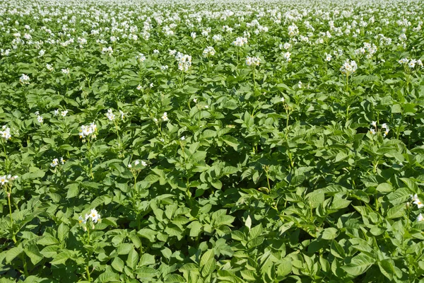 Blooming potatoe field — Stockfoto
