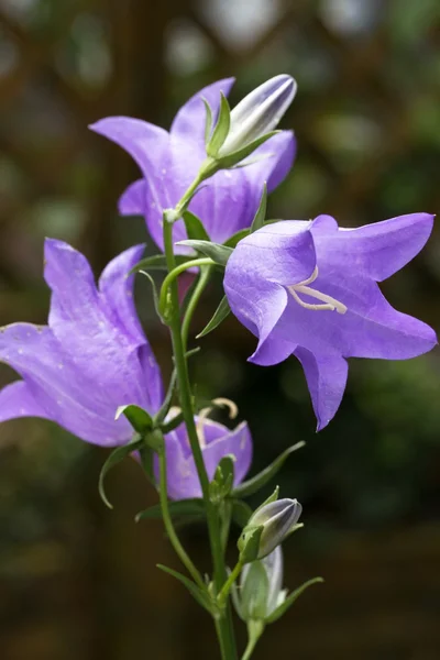 Blommande Bellflower (Campanula) — Stockfoto