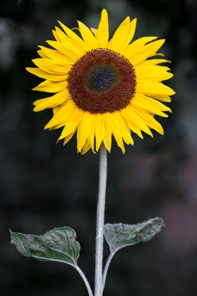 Blooming Sunflower (Helianthus) — Stock Photo, Image
