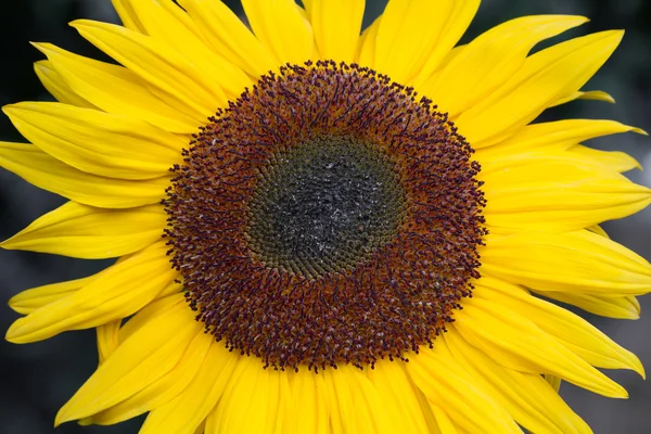 Çiçek açan ayçiçeği (gündöndü) — Stok fotoğraf