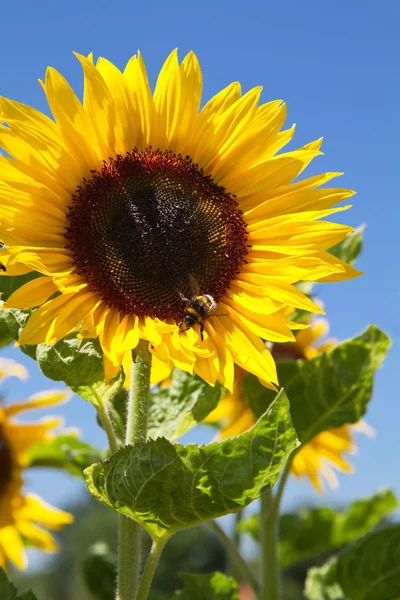 Blooming Sunflower (Helianthus) — Stock Photo, Image