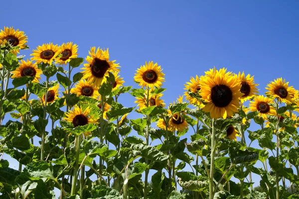 Blooming Sunflowers (Helianthus) — Stock Photo, Image