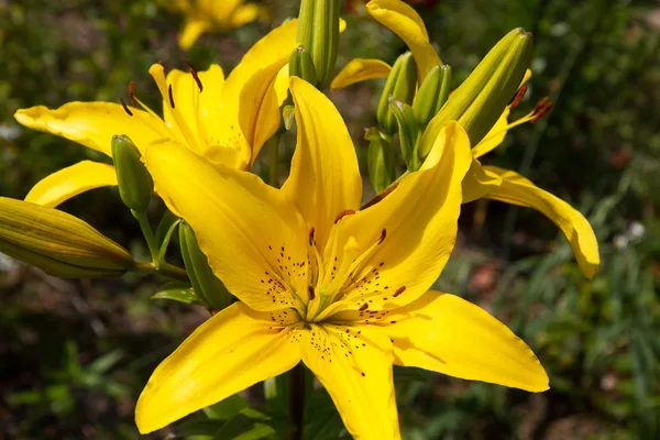 Lily (lilium) flor primer plano — Foto de Stock