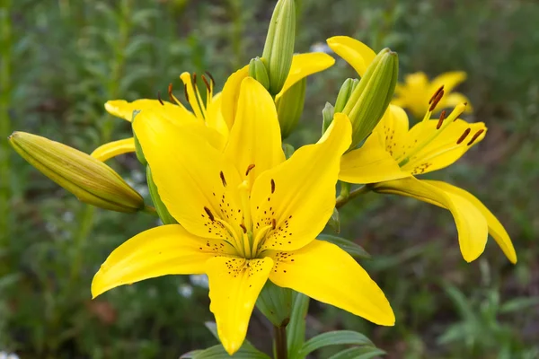 Lily (lilium) flower closeup — Stock Photo, Image