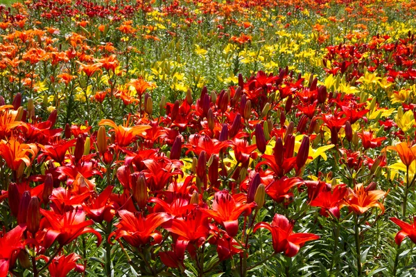 Lilja (lilium) blommor i ett fält — Stockfoto