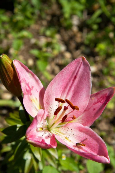 Lily (lilium) çiçek portre