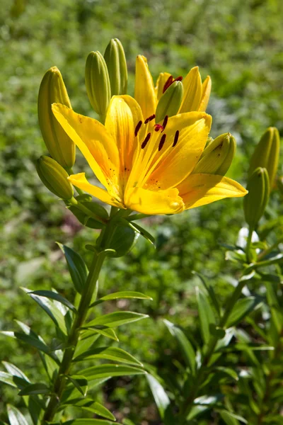Lilja (lilium) kukka lähikuva — kuvapankkivalokuva