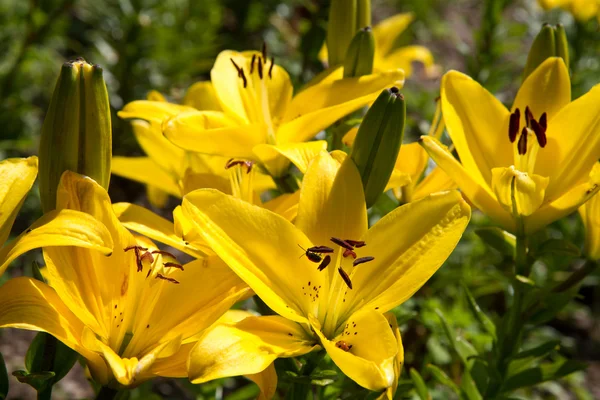 Lily (lilium) flor primer plano en un campo — Foto de Stock