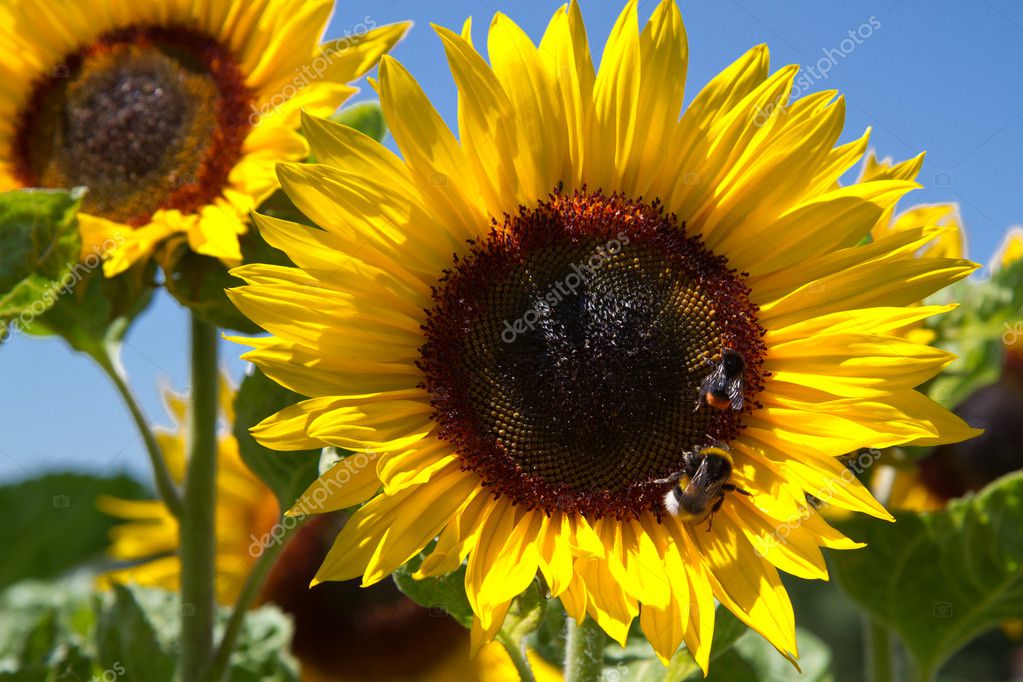 blooming sunflowers (helianthus)