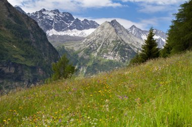 güzel çiçekler ile Alpin çayır