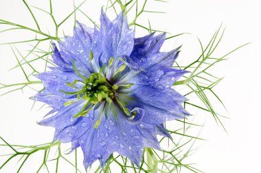 Nigella damascena on white with raindrops clipart