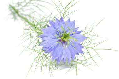 Nigella damascena on white clipart