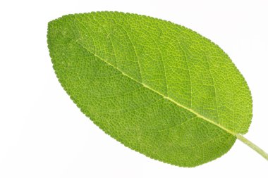 Adaçayı (Salvia)
