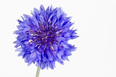 izole çiçeklenme Peygamber Çiçeği (centaurea cyanus),