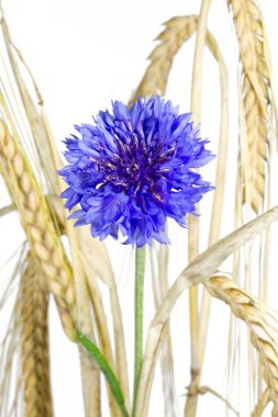 izole çiçeklenme Peygamber Çiçeği (centaurea cyanus),