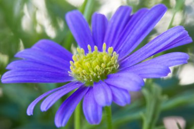 Purple daisy wind flower (Brachyscome iberidifolia) clipart