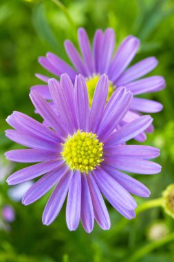 Mor papatya Rüzgar çiçek (Brachyscome iberidifolia)