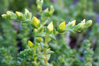 Bahçedeki, hendek stonecrop, yeşim bitkisi