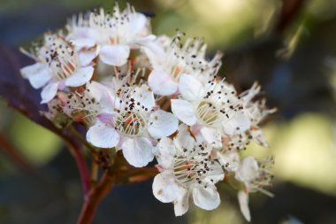 Çiçek açan Ninebark (Physocarpus opulifolius)