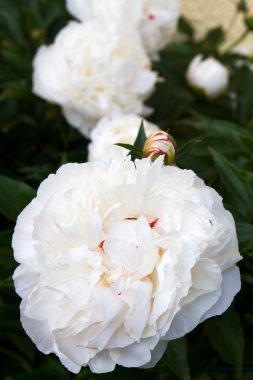 Beyaz Şakayık çiçeği (Paeonia)