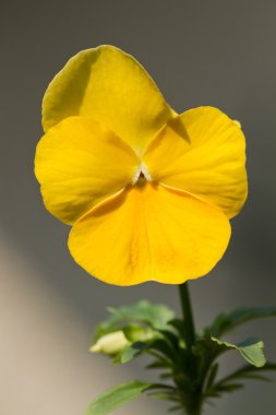 Viola cornuta (boynuzlu Menekşe)