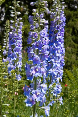 Parlak mavi delphinium çiçek (Delphinium)