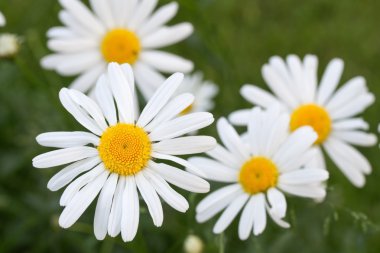 Çiçek açan oxeye papatya (Leucanthemum)