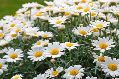 Çiçek açan oxeye papatya (Leucanthemum)