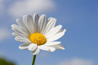 Çiçek açan oxeye papatya (Leucanthemum)